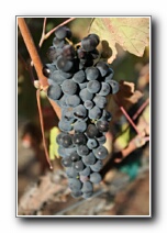 ABunch Of Syrah grapes